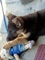 Regalo cachorro de pastor aleman dos meses