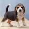 Regalo cachorros de beagle para adopcion q1o
