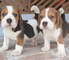 Regalo cachorros de beagle para adopcion q9a