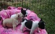 Regalo cachorros de bulldog frances mini todos qq