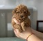 Regalo cachorros de caniche toy