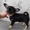Regalo cachorros de chihuahua para adopcion qjw8