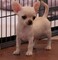 Regalo cachorros de chihuahua para adopcion qw8z