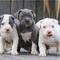 Regalo cachorros de pitbull para adopcion ey
