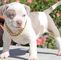 Regalo cachorros de pitbull para adopcion qa