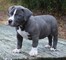 Regalo cachorros de pitbull para adopcion qh