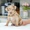 Regalo cachorros de pitbull para adopcion qo