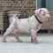 Regalo cachorros de pitbull para adopcion qs