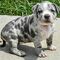 Regalo cachorros de pitbull para adopcion wt