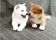 Regalo cachorros de shiba inu para adopcion qw52