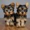 Regalo cachorros de yorkshire mini todos qqq