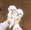 Regalo cachorros lulu pomeranian mini toy7(whatsapp:+34613835324)