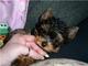 Regalo cachorros yorkshire mini,........whatapps+34623727736
