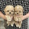 Regalo cachorrosj caniche mini toy(whatsapp:+34613835324)