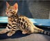 Regalo gatitos bengalí para adopcion 38