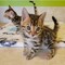 Regalo gatitos bengalí para adopcion 39