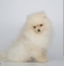 Regalo macho blanco pomerania