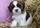 Salud cachorros shih tzu