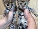 Savannah y serval recién nacidos y gatitos caracal#