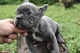 Tenemos un adorable bulldog francés de pura raza,