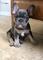 Tengo 3 hermosos cachorros bulldog frances