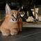 Una excepcional de gatitos caracal serval y savannah