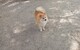 Vendo pomerania