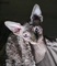 Vendo precioso gato egipcio, esfinge, sphynx