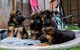 Vregalo fantastico cachorros pastor aleman