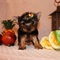 Yorkshire cachorros