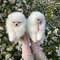 Adorables cachorros de pomerania excepcionalesavsvs