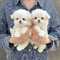 Bichón maltes toy