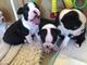 Boston terrier cachorros 2 meses en venta