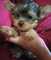 Cachorrito de yorkshire