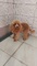 Cachorro caniche rojo macho