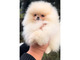Cachorros de pomerania spitz