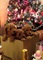 Caniche rojo premium