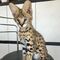 Joven serval y savannah con caracal