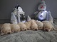 Labrador retriever cachorros