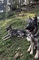 Perros loberos