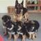 Regalo fantastico cachorros pastor aleman (+34613822803)