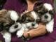 Regalo fantastico cachorros shih tzu (+34613822803)