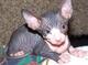 Regalo fantastico gatitos sphynx (+34613822803)