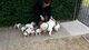Regalo impresionate cachorros bulldog ingles (+34613822803)