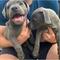 Regalo magnifico cachorros pit bull americano, whatsapp:600266514