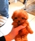 Regalo mini toy cachorros caniches 613822803