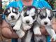 Regalo precicio cachorros husky siberiano (+34613822803)