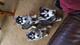 Regalo prreciosos cachorros husky siberiano whatsapp:
