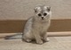 Scottish fold