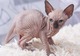 Sphynx kittens